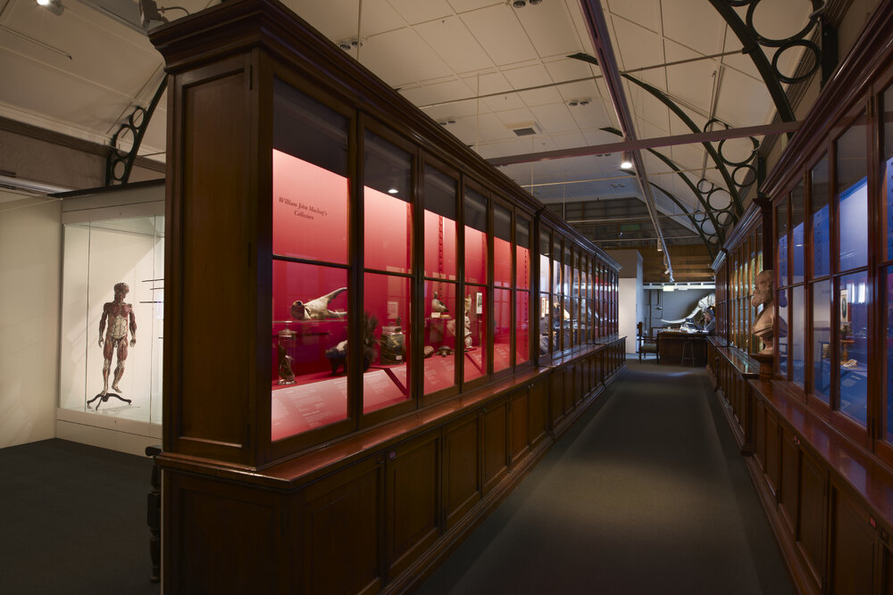 Macleay Museum Display Cabinet