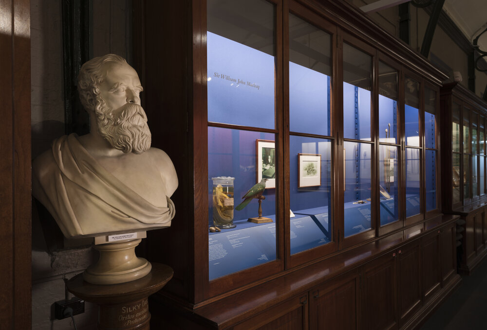 Macleay Museum Display Cabinet