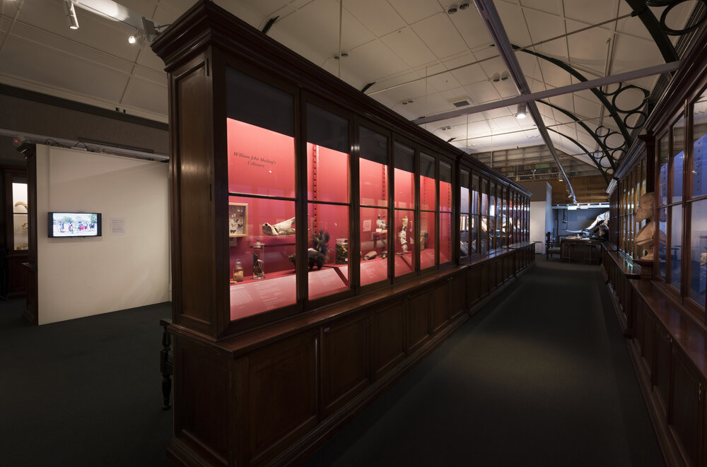 Macleay Museum Display Cabinet