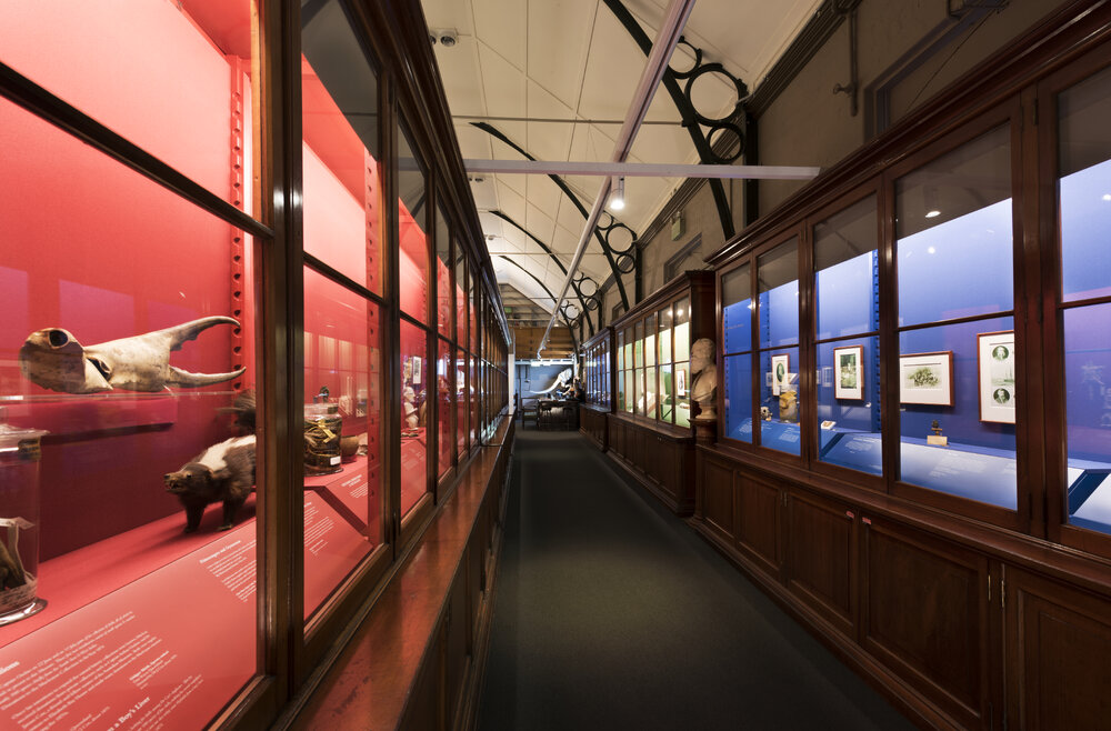 Macleay Museum Display Cabinet