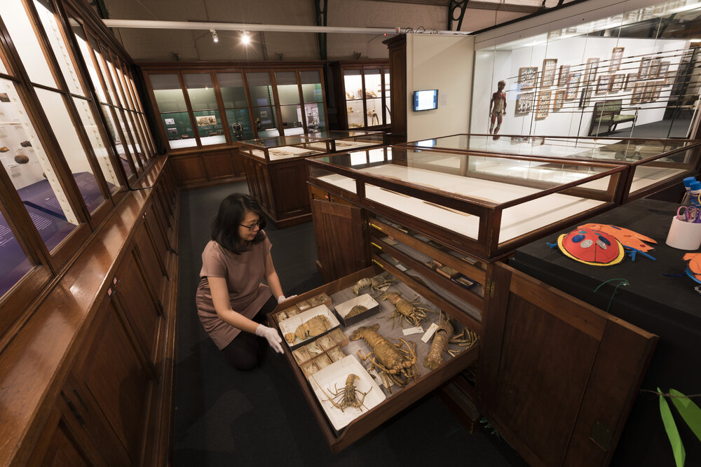 Macleay Museum Display Cabinet
