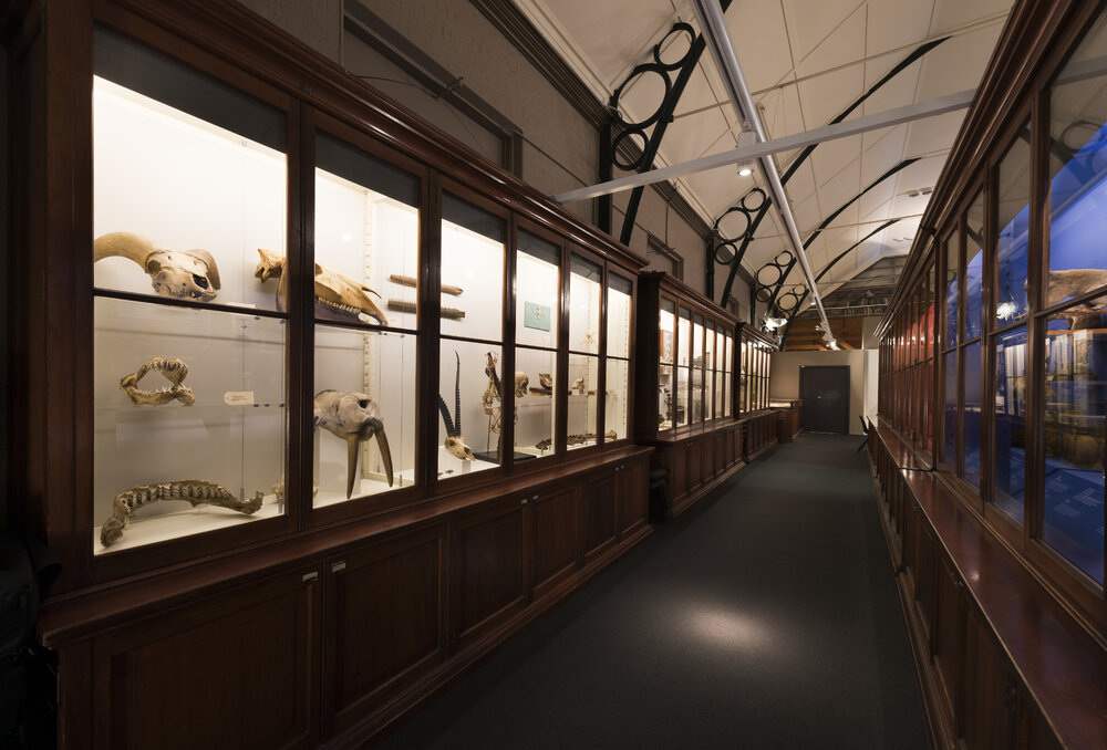 Macleay Museum Display Cabinet
