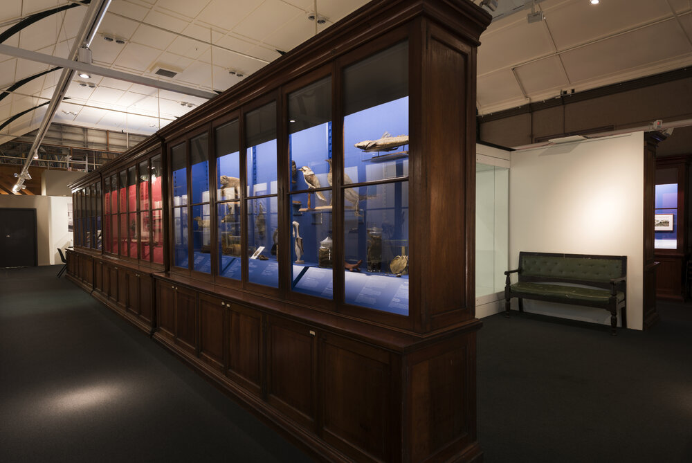 Macleay Museum Display Cabinet