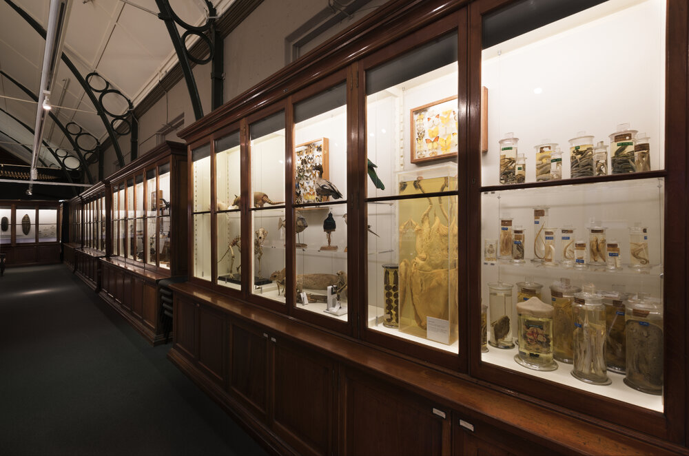 Macleay Museum Display Cabinet