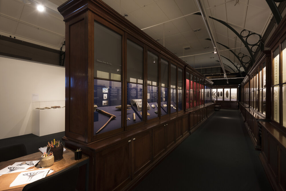 Macleay Museum Display Cabinet