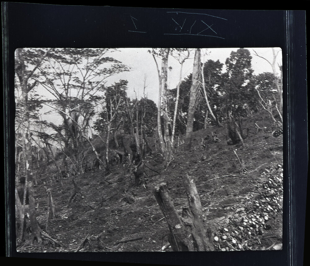 [Manum Island, New Guinea] Women Distributing Taro, One to Each Hole Dug