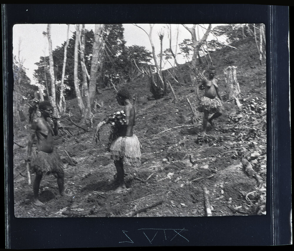 [Manum Island, New Guinea] Women Distributing Taro, One to Each Hole Dug