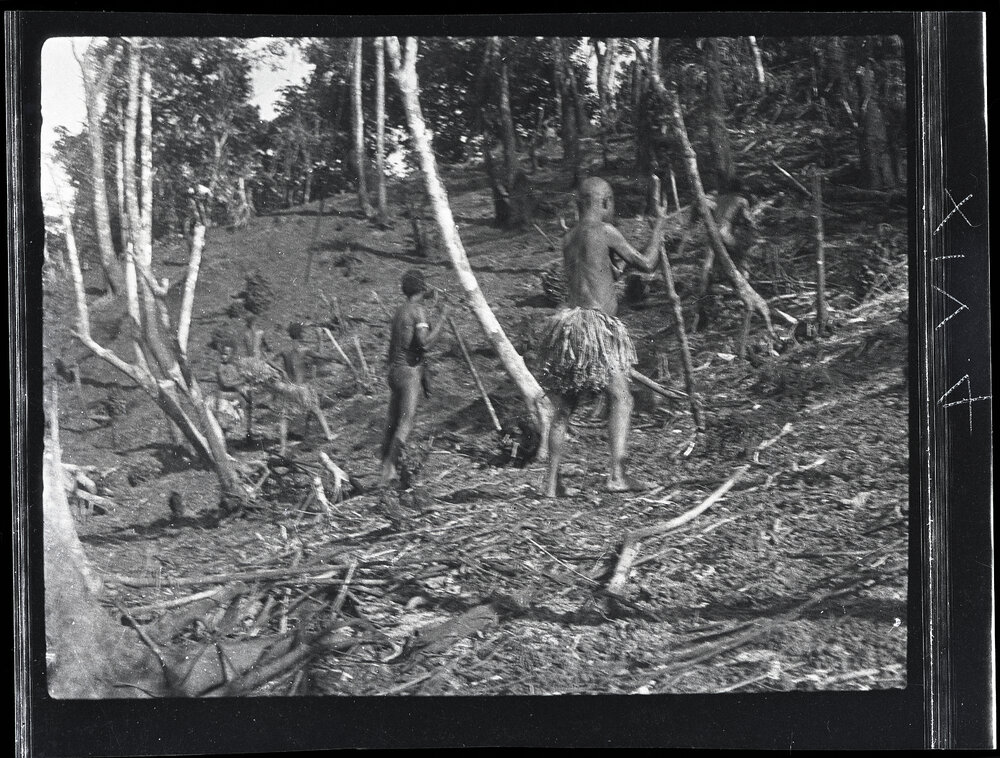 [Manum Island, New Guinea] Men and Women Digging Holes