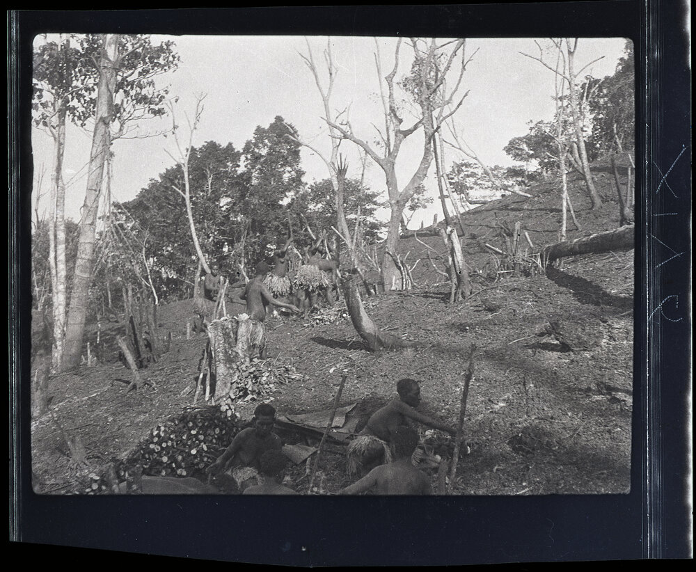 [Manum Island, New Guinea] Women Gardening and Working with Taro
