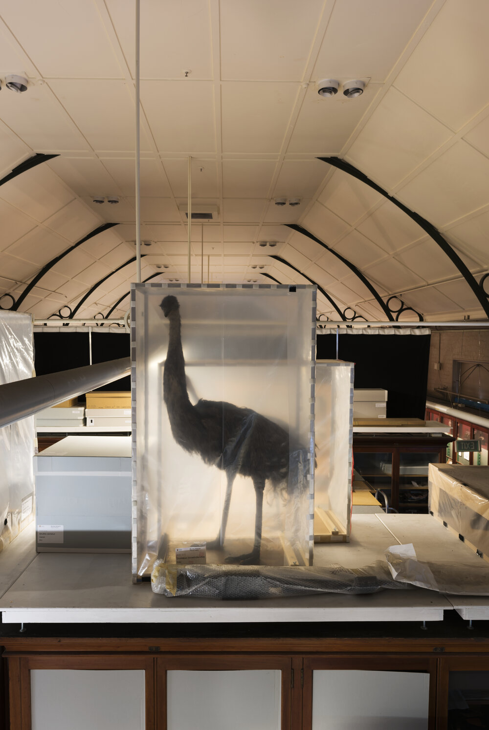 Macleay Museum Storage, Birds in Stillages