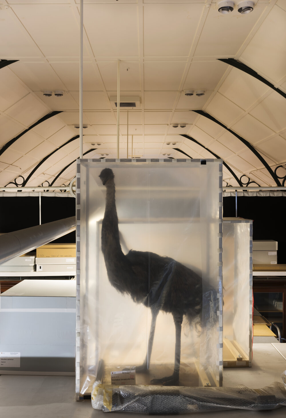 Macleay Museum Storage, Birds in Stillages