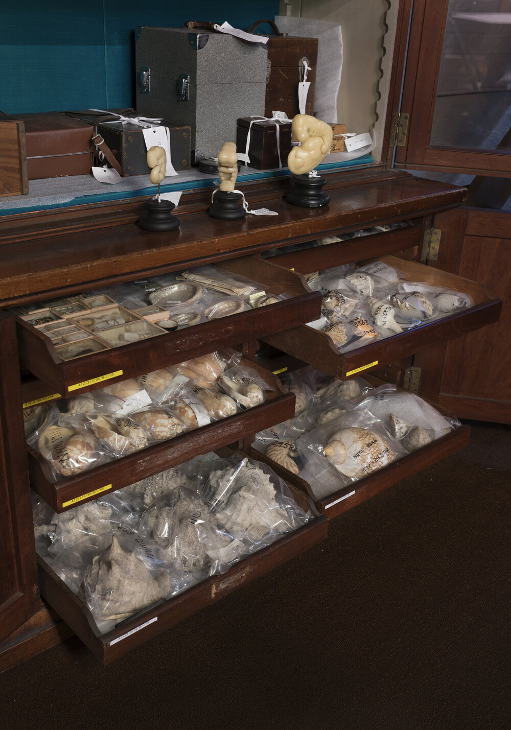 Macleay Museum Storage Cabinets