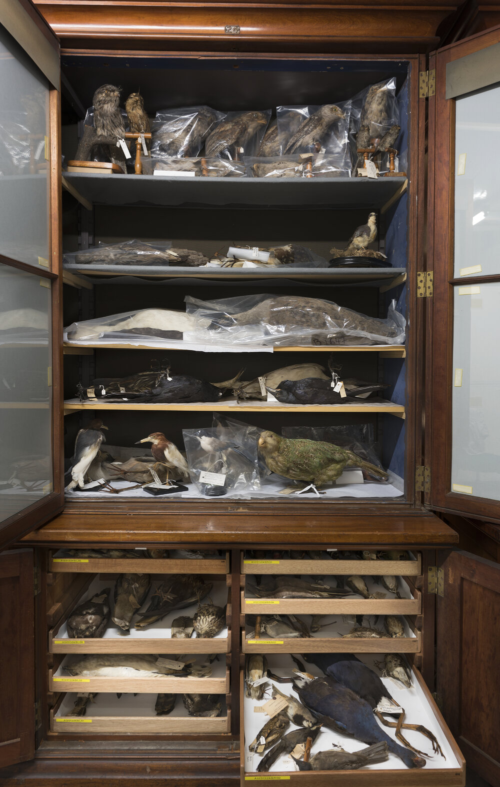 Macleay Museum Storage Cabinets