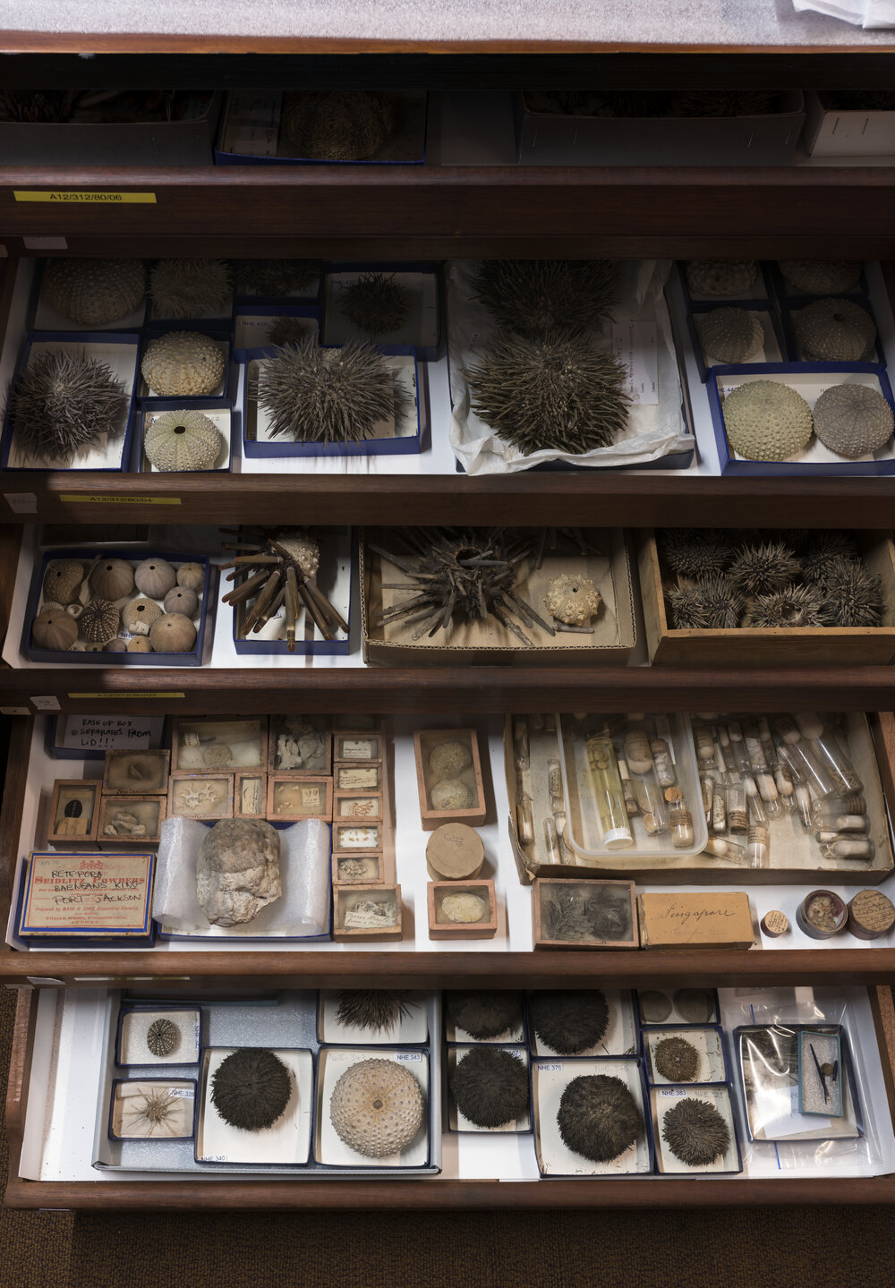 Macleay Museum Storage Cabinets