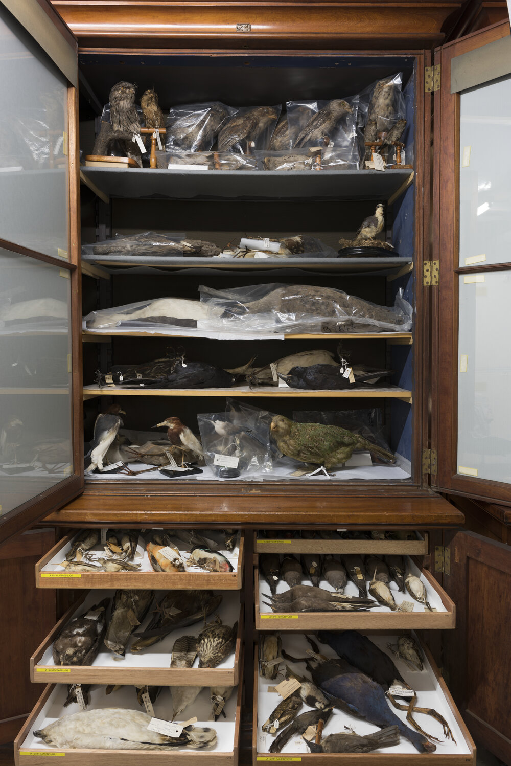 Macleay Museum Storage Cabinets