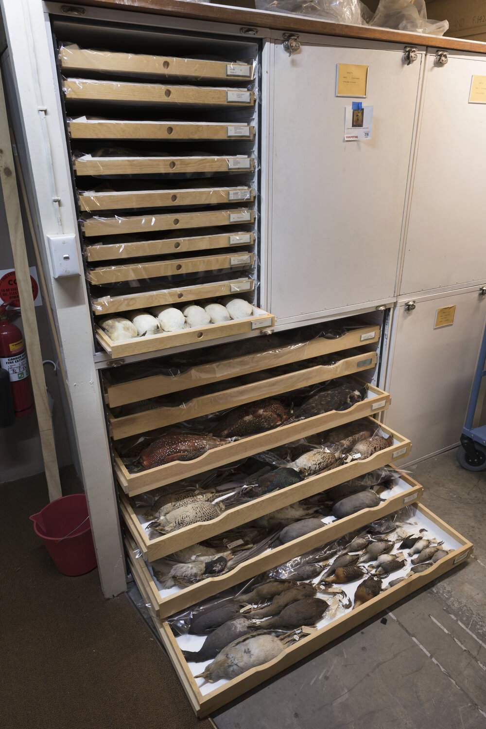Macleay Museum Storage Cabinets
