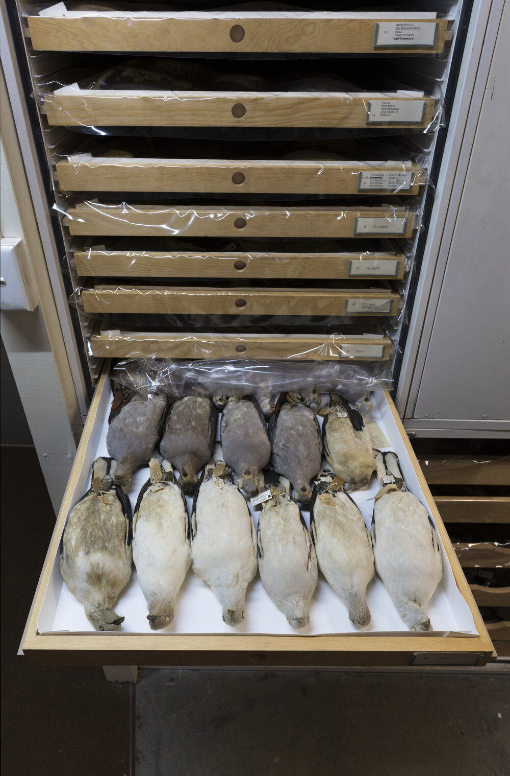 Macleay Museum Storage Cabinets