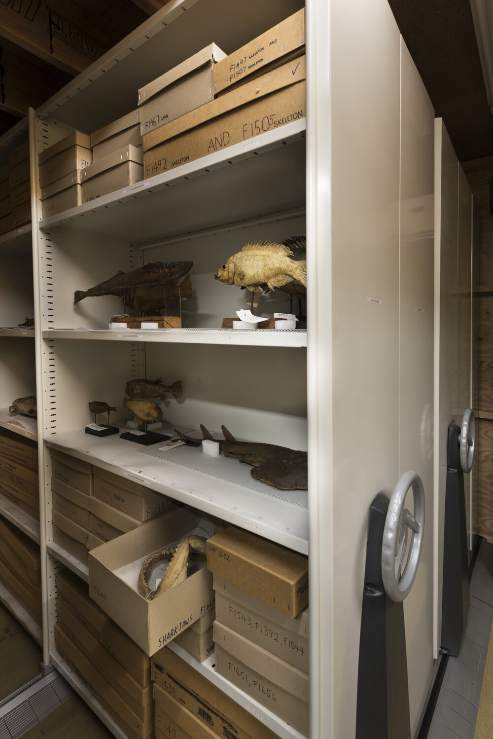 Macleay Museum Storage Cabinets