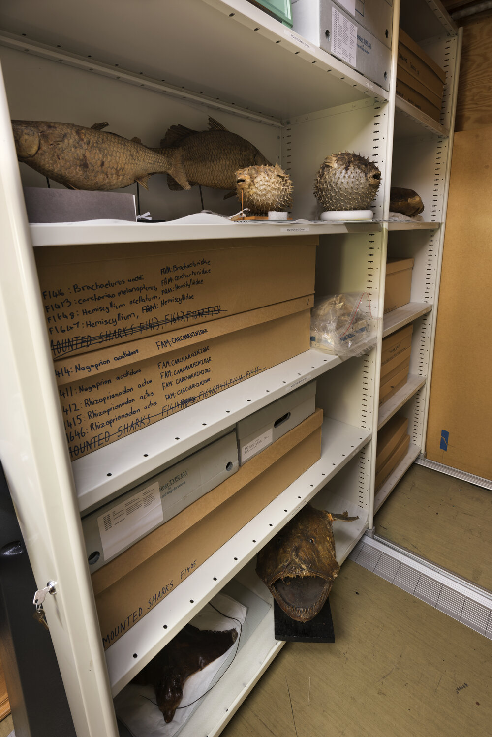 Macleay Museum Storage Cabinets