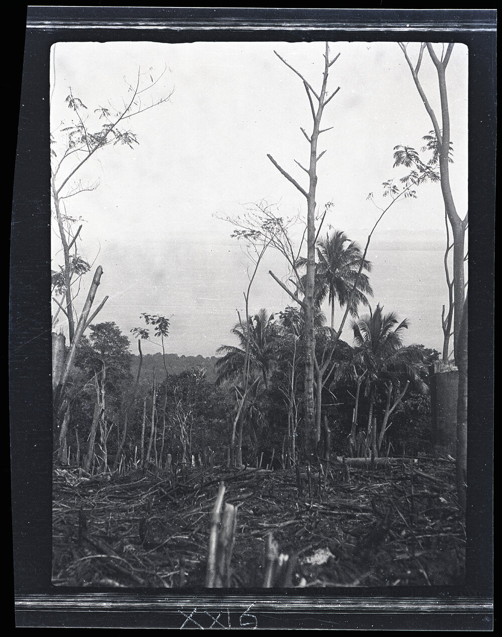 [Manum Island, New Guinea] A Garden Ready for Planting at a Height of circa 1200 ft