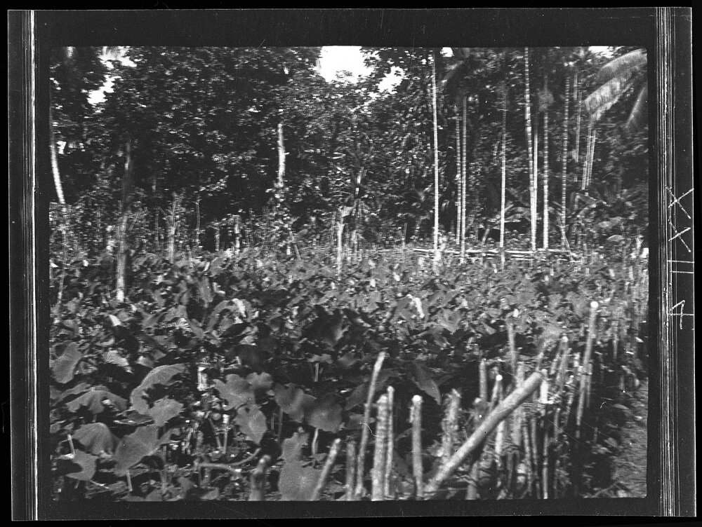 [Manum Island, New Guinea] A Corner of Borautsi&rsquo;i&rsquo;s Village Garden Showing Mixed Cultivation of Taro, Sweet Potatoes etc