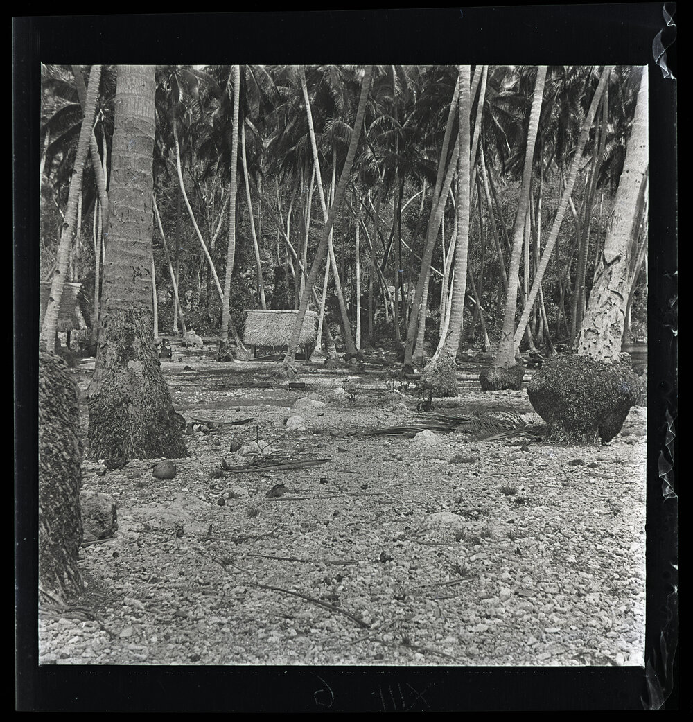 [Narau] Two Parallel Rows of Stones in the Coconut Belt in Anibari (Near the Leper Station)