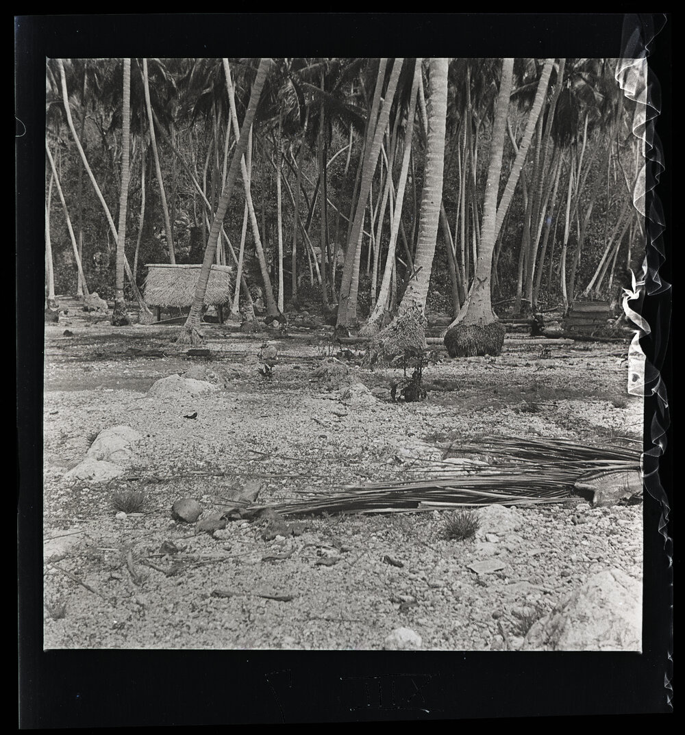 [Narau] Two Parallel Rows of Stones in the Coconut Belt in Anibari (Near the Leper Station)