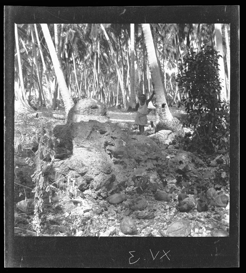 [Narau] The Head and One Tentacle of the Octopus which Brought the Rat to Land