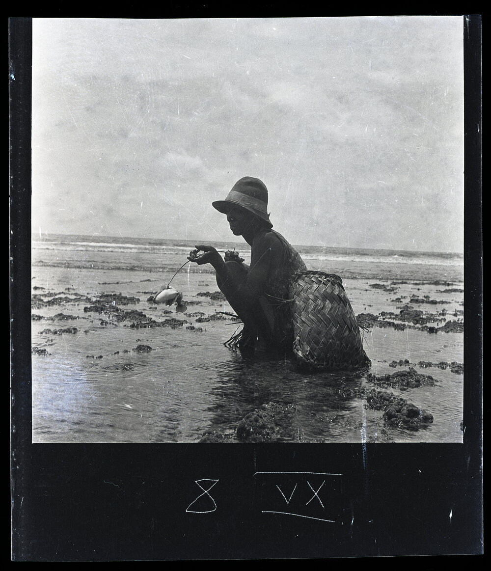 [Narau] Tuti Fishing on the Reef at Low Tide