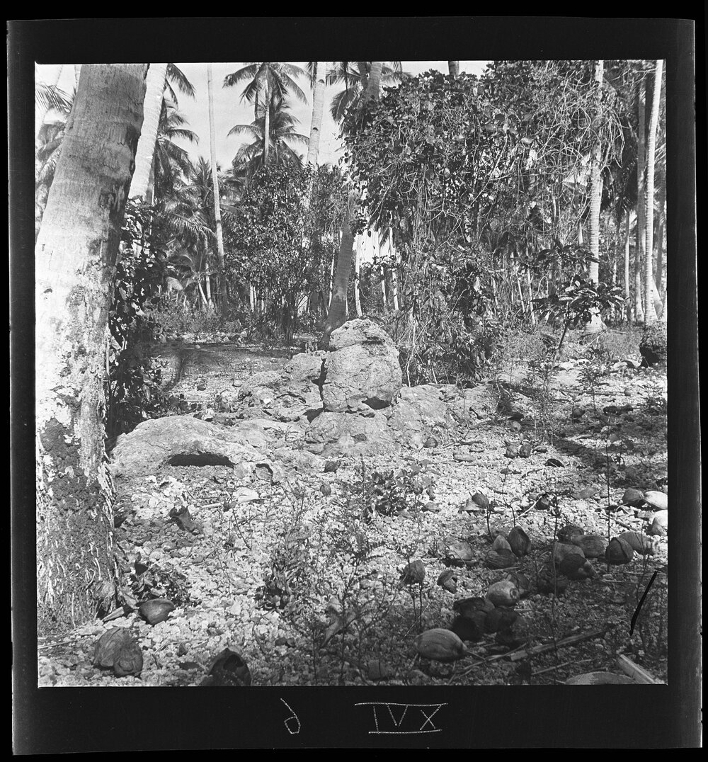 [Narau] The Octopus of Anetan