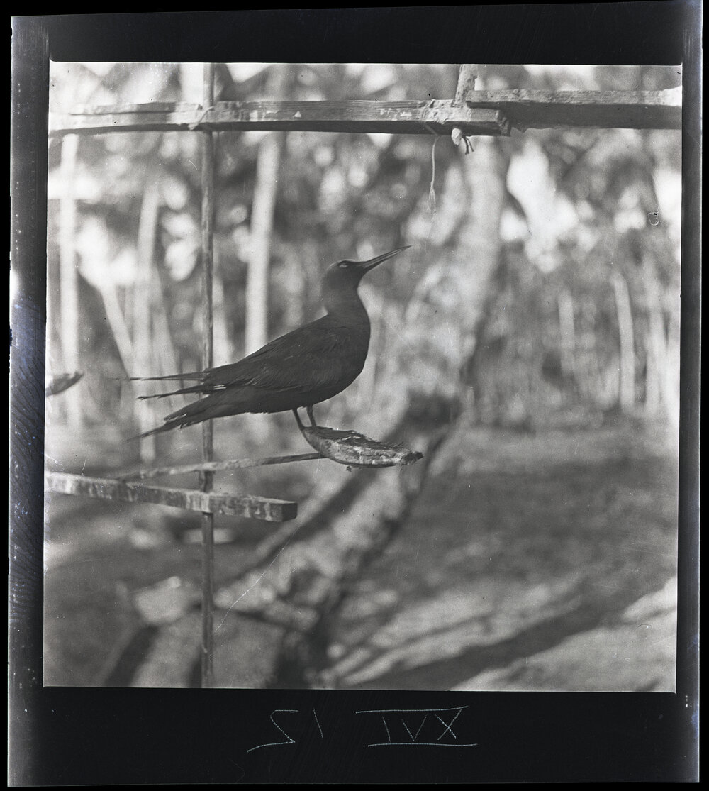[Narau] One of Aroi&rsquo;s Tame Decoy Noddies