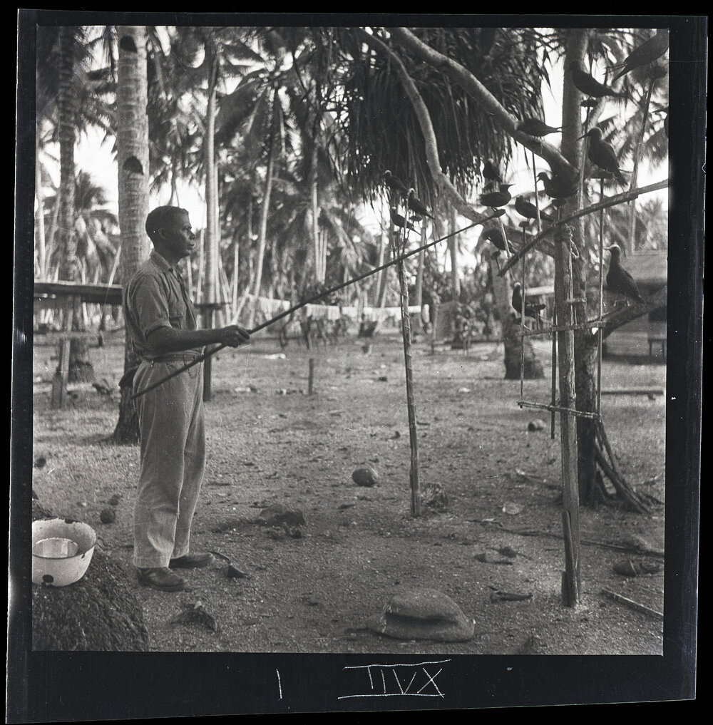 [Narau] Aroi with his Noddies Showing how they are made to "Fight"