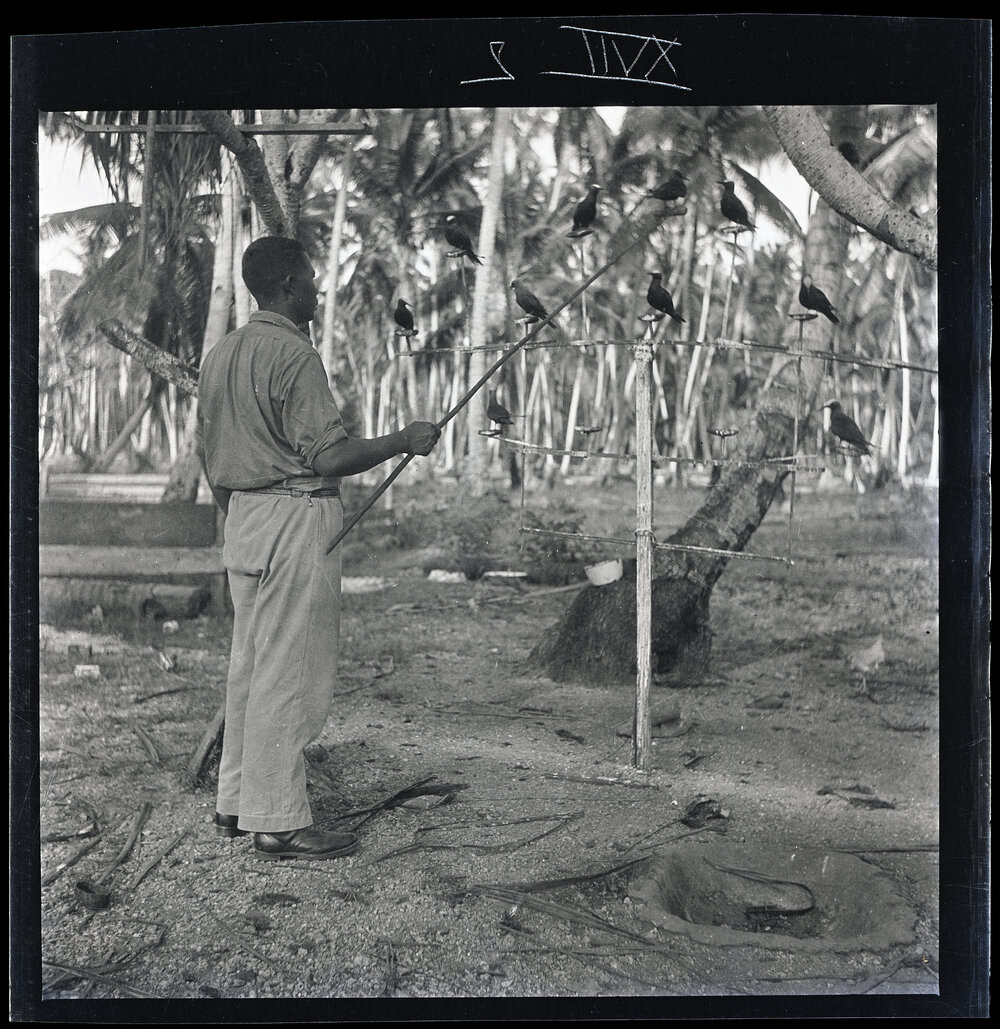 [Narau] Aroi with his Noddies Showing how they are made to "Fight"