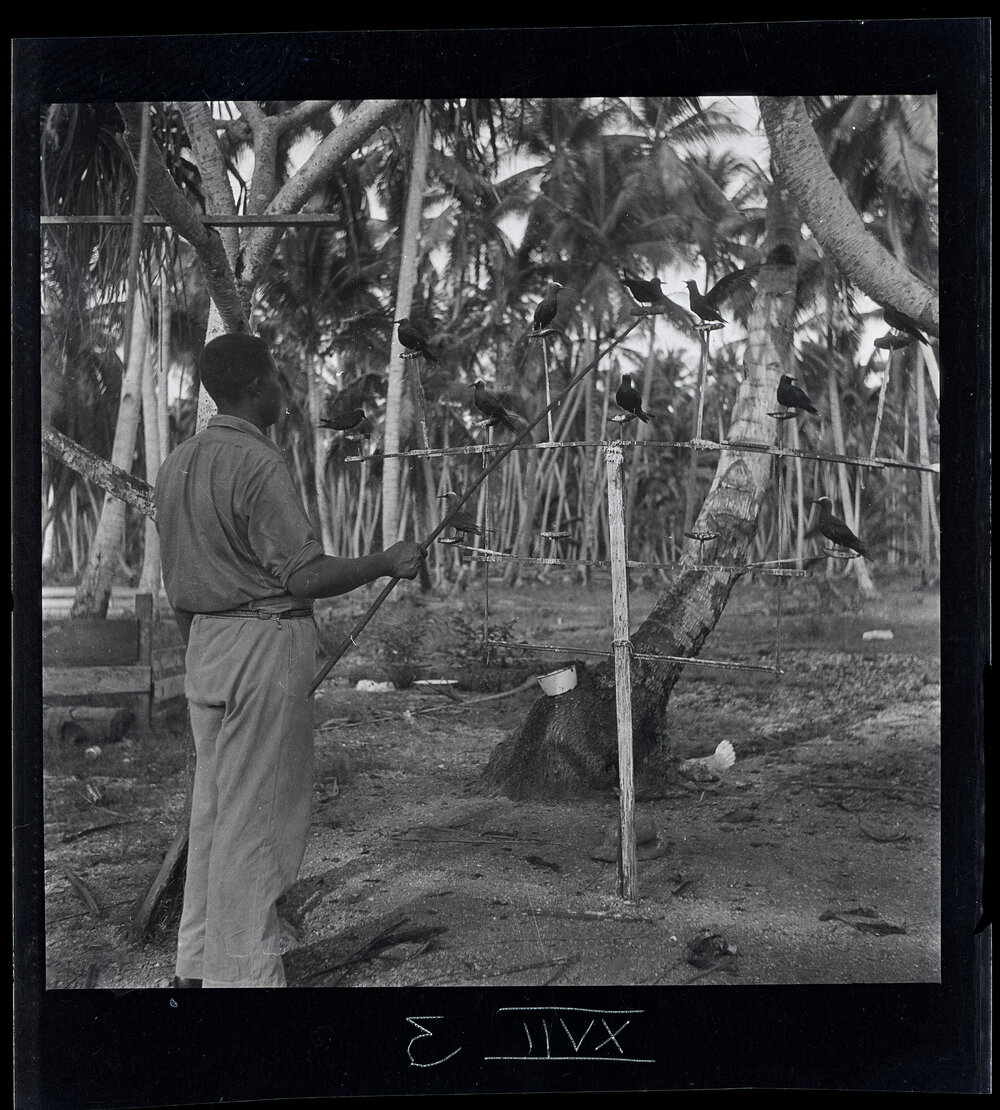 [Narau] Aroi with his Noddies Showing how they are made to "Fight"