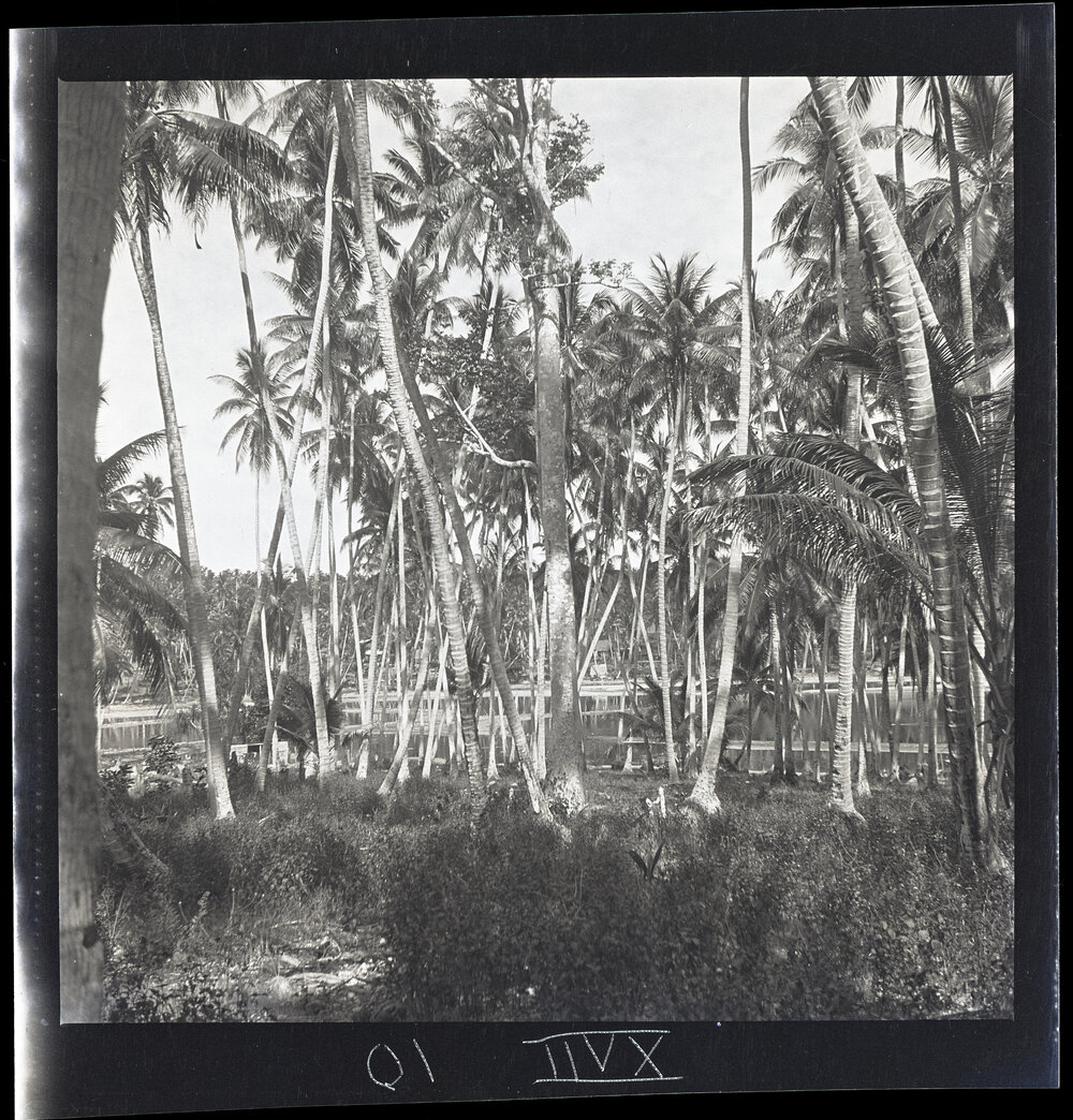 [Narau] Eigigu&rsquo;s Tree with the Buoda Lagoon in the Background
