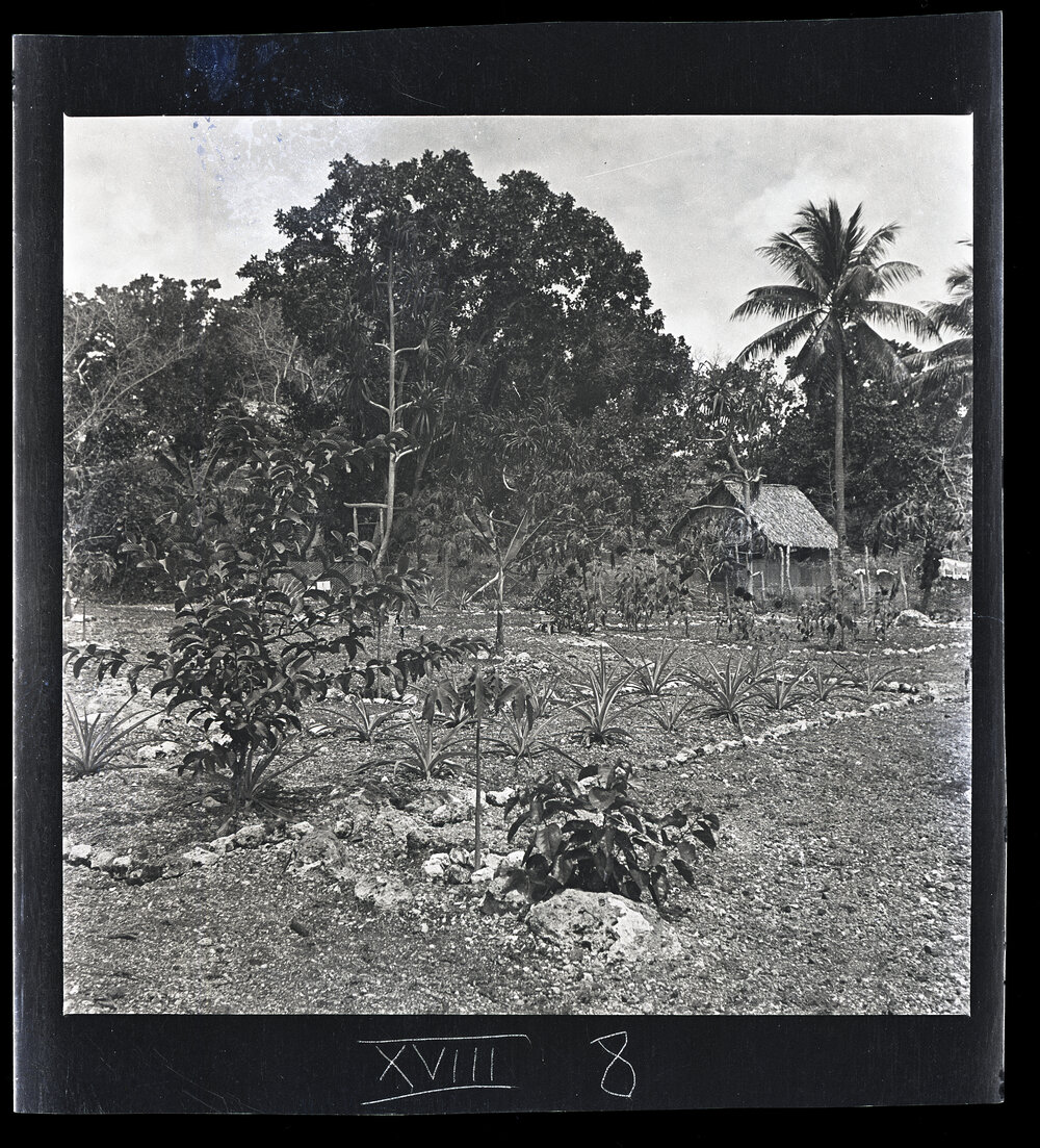[Narau] The Mourre School Farm from the SE [Southeast] Corner
