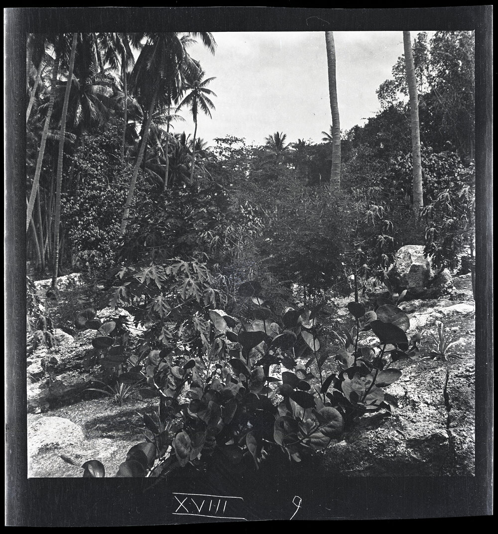 [Narau] Mr Cude's Experimental Garden Looking NW [Northwest]