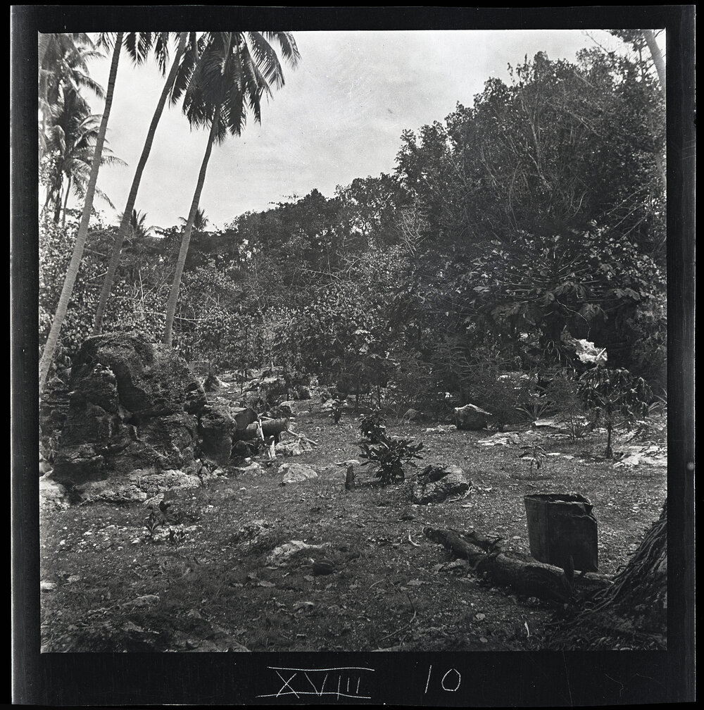 [Narau] Mr Cude's Experimental Garden Looking NNW [North by Northwest]