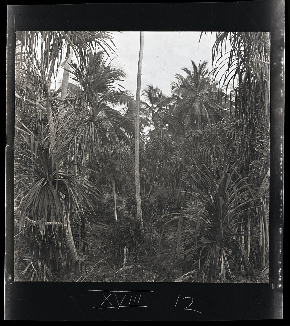 [Narau] A Grove of Pandanus Trees Growing in one of the Old Pits 