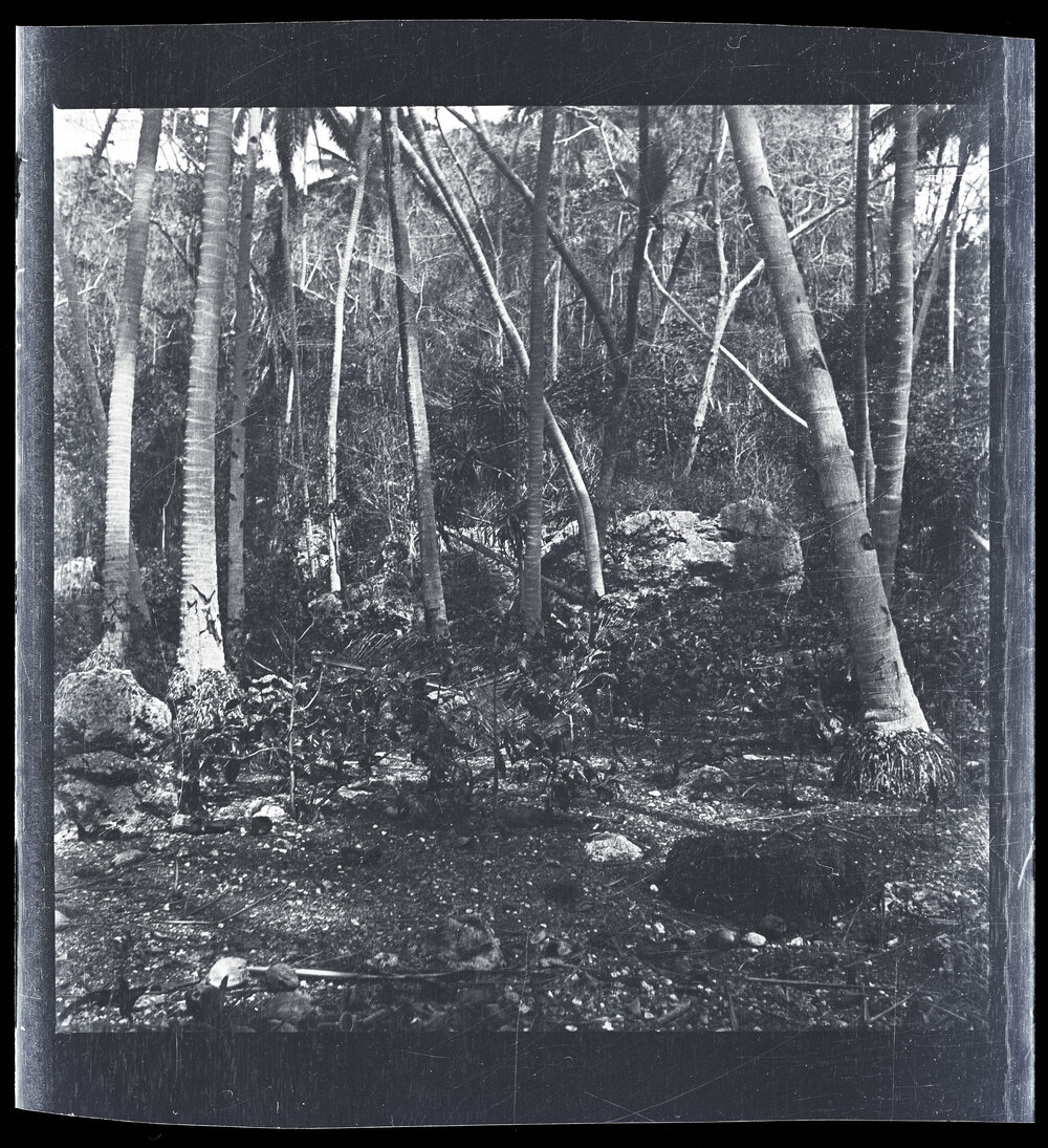 [Narau] Coral Boulder in Anibari Dist[rict] Near the Leper St[atio]n 