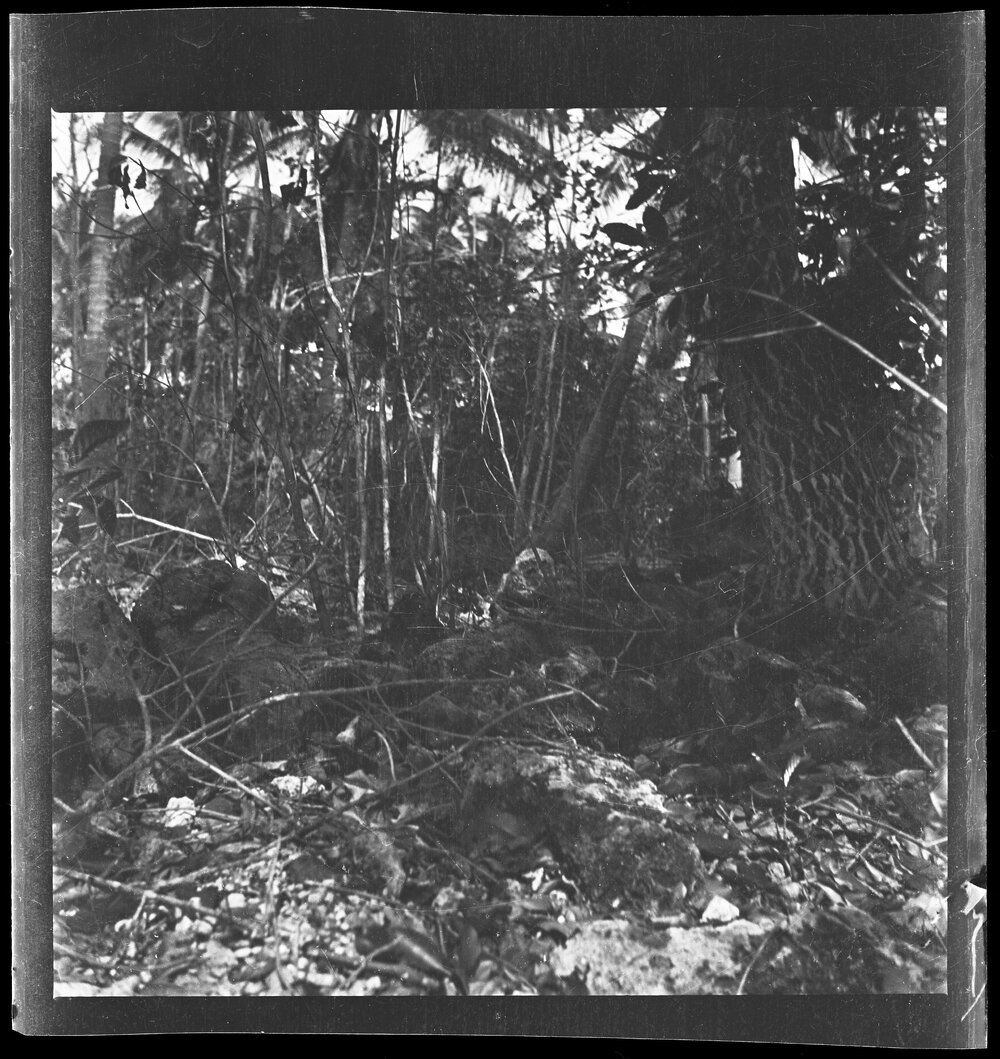 [Narau] Remains of Boundary Wall of Stones in the Bush in Meneŋ (on Topside)