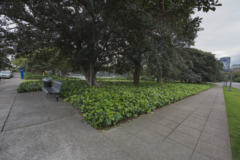 Tennis Courts on the Current Chau Chak Wing Museum Site