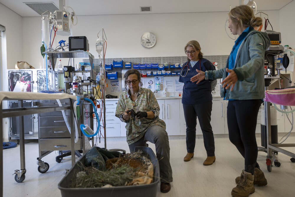 Wildlife Health and Conservation Hospital at Camden Campus