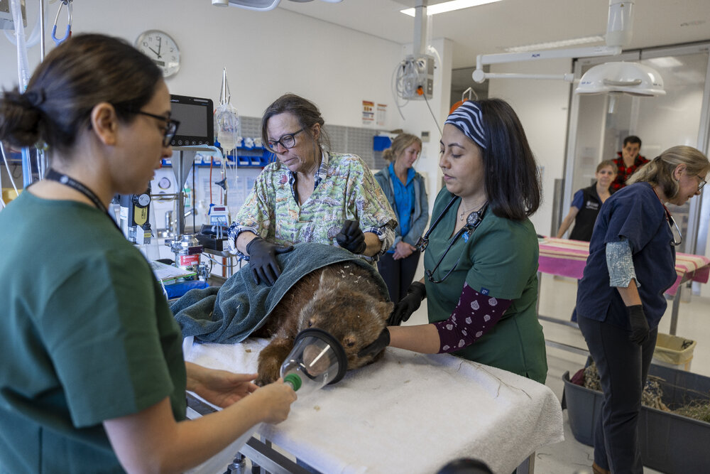 Wildlife Health and Conservation Hospital at Camden Campus