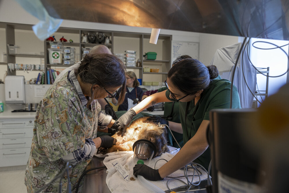 Wildlife Health and Conservation Hospital at Camden Campus