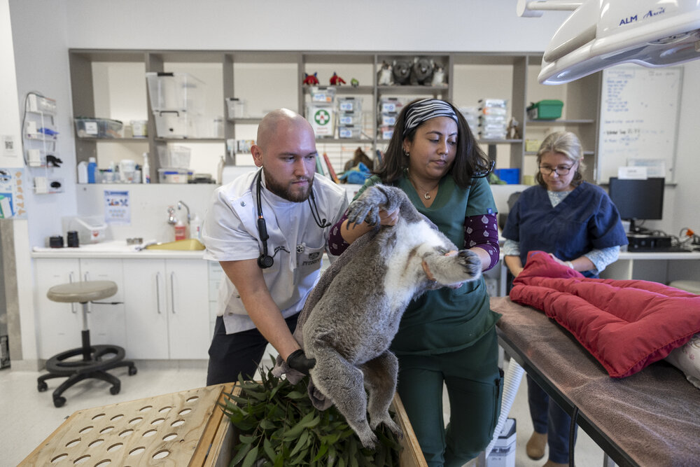 Wildlife Health and Conservation Hospital at Camden Campus