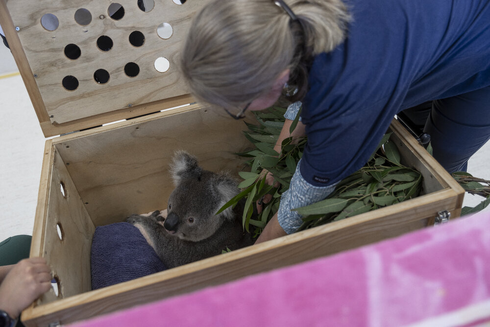 Wildlife Health and Conservation Hospital at Camden Campus