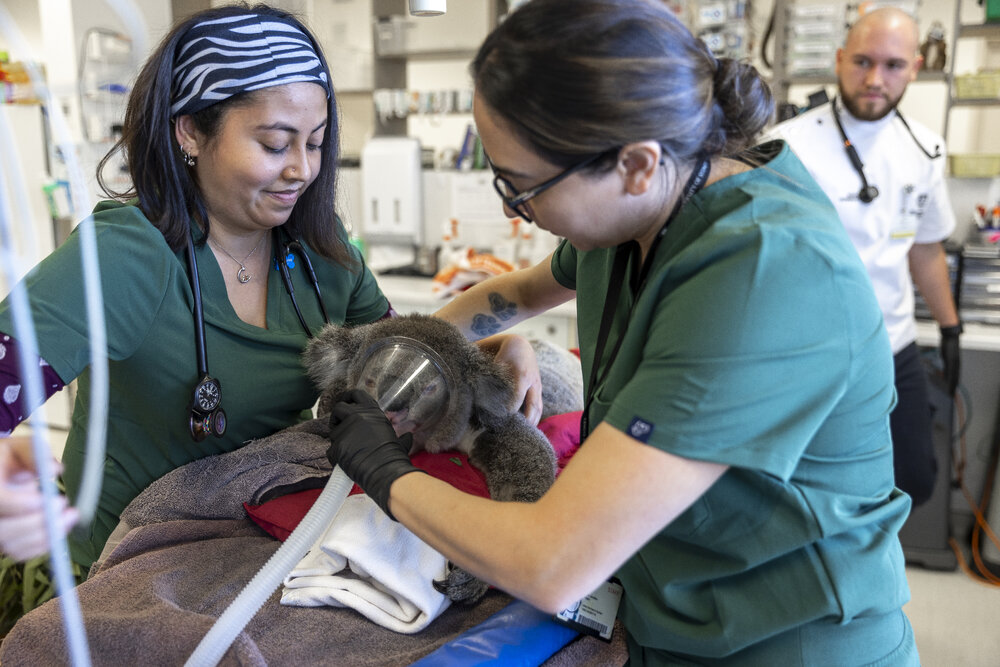 Wildlife Health and Conservation Hospital at Camden Campus