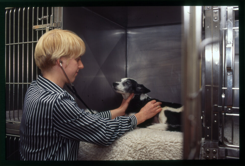 Veterinary Clinic Student with Dog