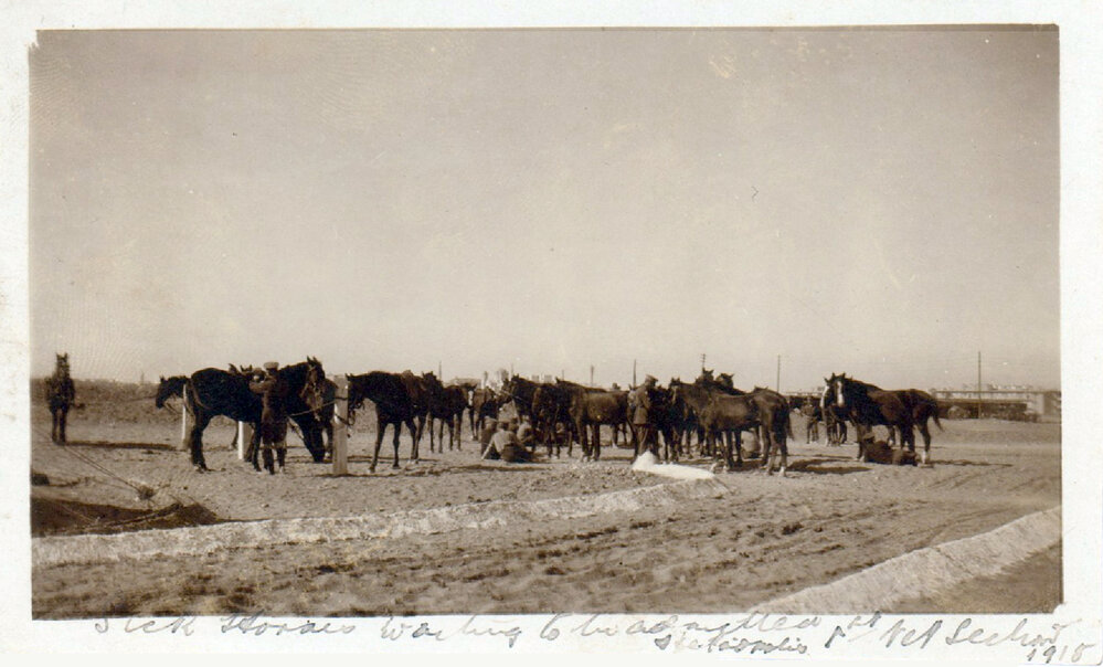 Sick Horses Waiting to be Transported to Hospital